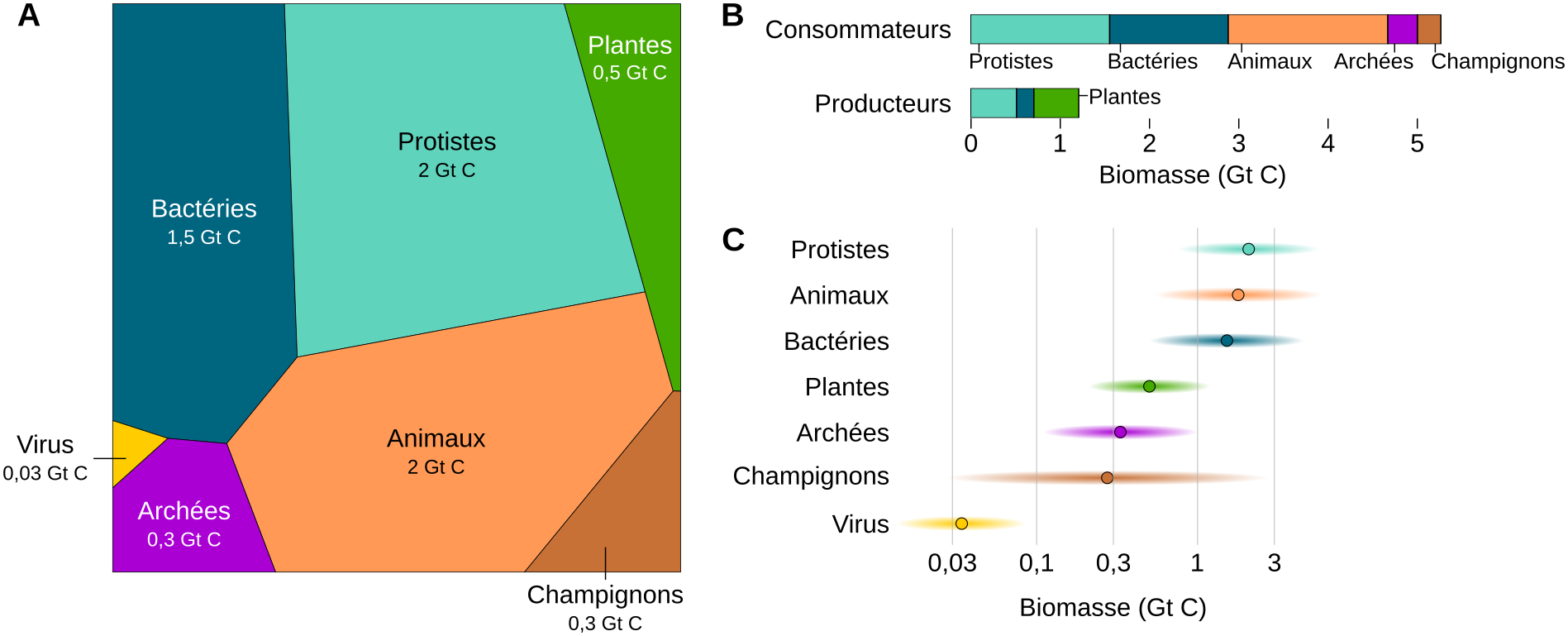 Pyramide De Biomasse